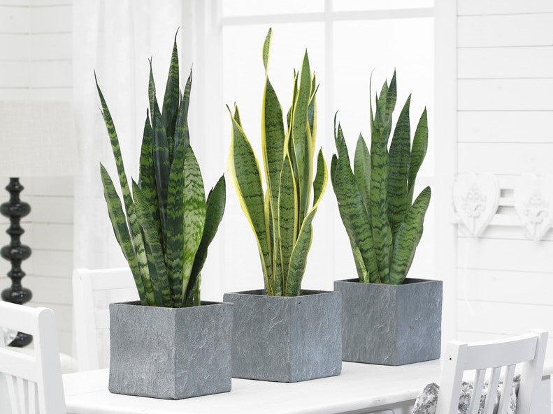 Lot de 2 - Sansevieria 'Laurentii' XL - Langue de belle-mère - Succulente - H. 55-65 cm - 2