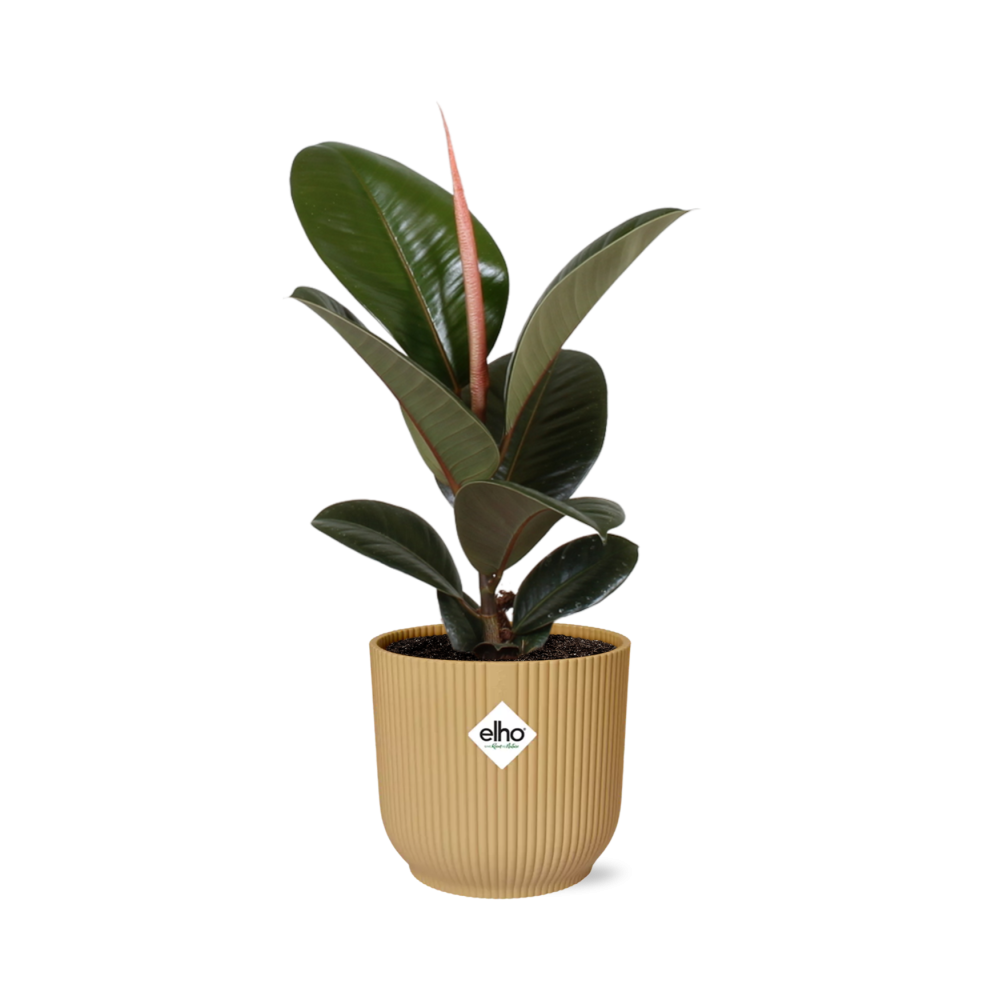 Ficus Elastica ‘Robusta’ w doniczce ELHO Vibes Fold 14cm żółtej – Roślina doniczkowa oczyszczająca powietrze
