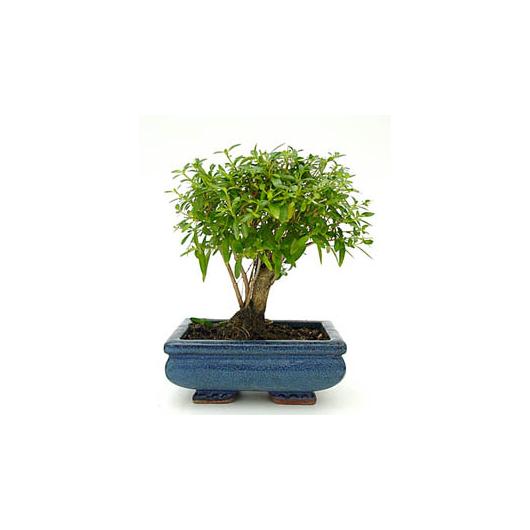 Planeta Huerto Piatto Per Bonsai In Ceramica Rettangolare Blu - 18,5x12,5x2,5cm - Gres Poroso Di Qualità