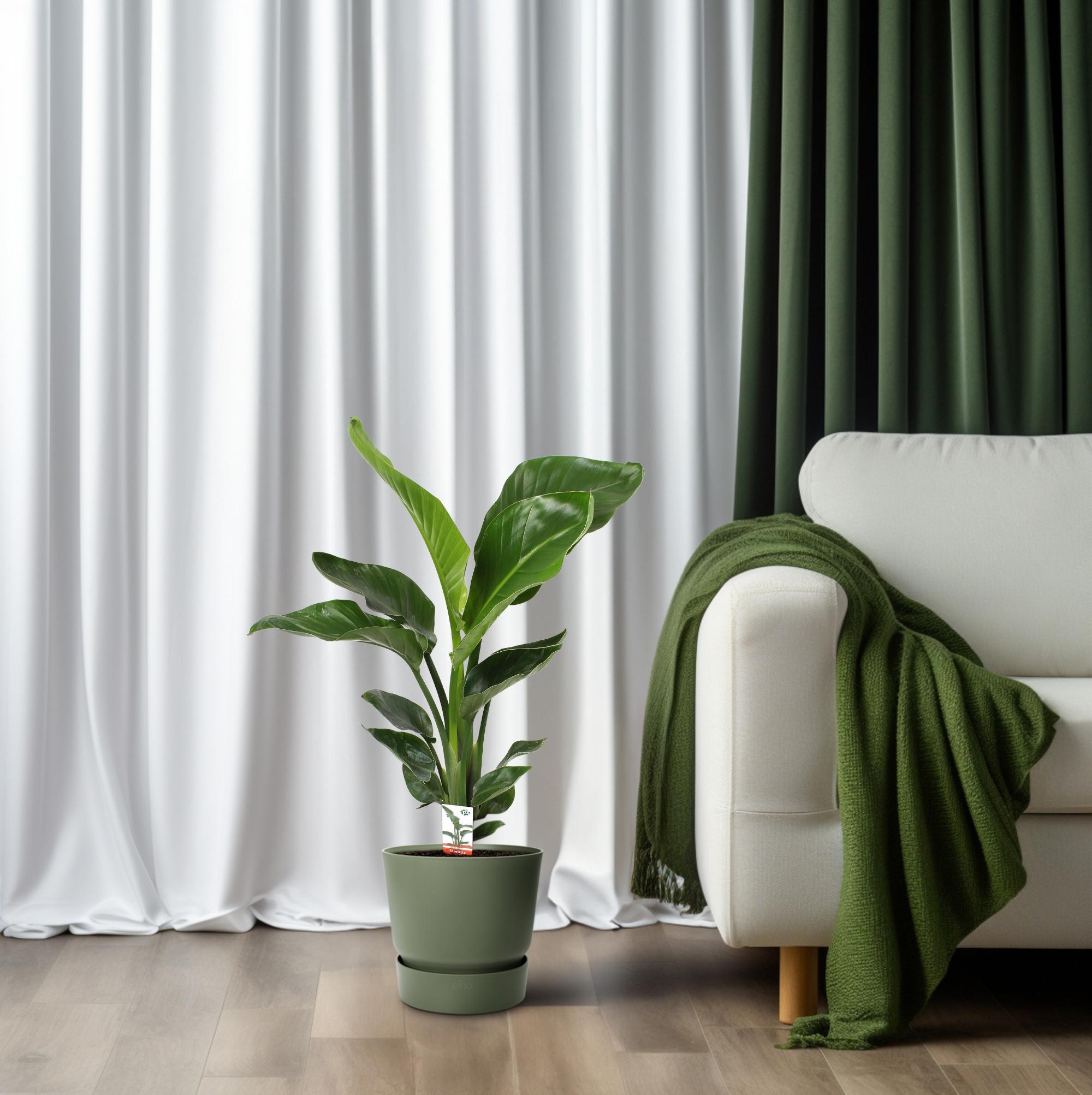 Strelitzia Nicolai - Roślina tropikalna doniczkowa Ø17cm - Wysokość 70cm - Rajski ptak