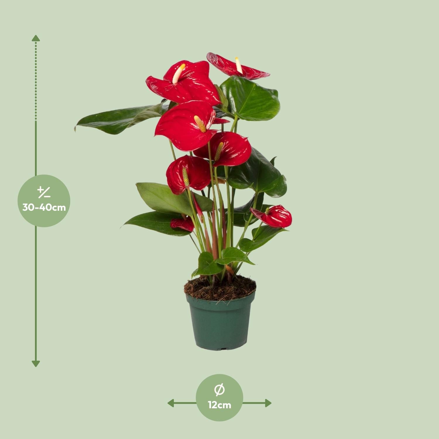 anthurium black karma (Carla Round x GPH001 #3) x Besseae aff Black Anthurium — Seedlings