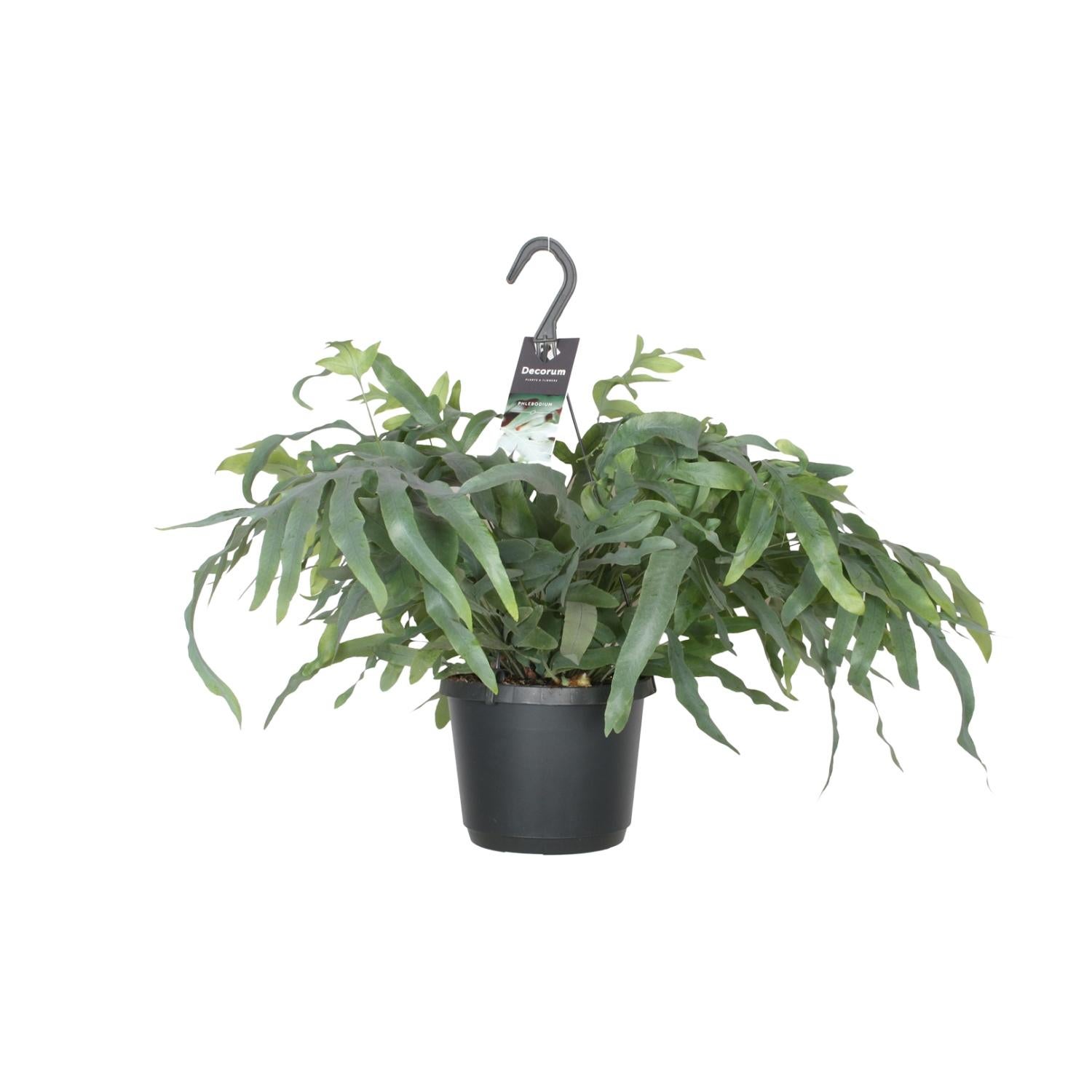 Phlebodium Aureum Blue Star - Niebieska paproć - 17 cm - Dekoracyjne liście