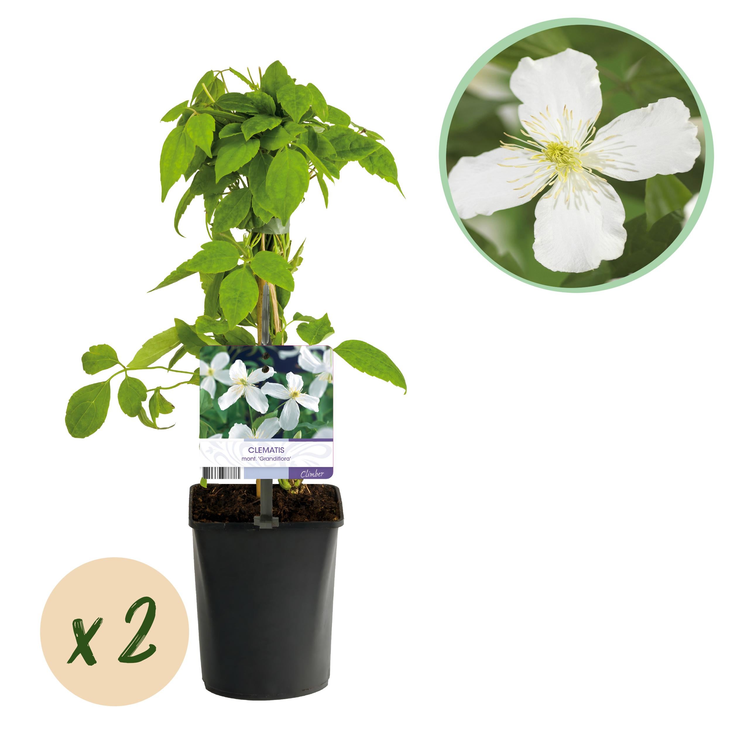Clematis montana 'Grandiflora' - Pnącze z dużymi białymi kwiatami, wczesne kwitnienie, 2 rośliny, doniczka 11cm