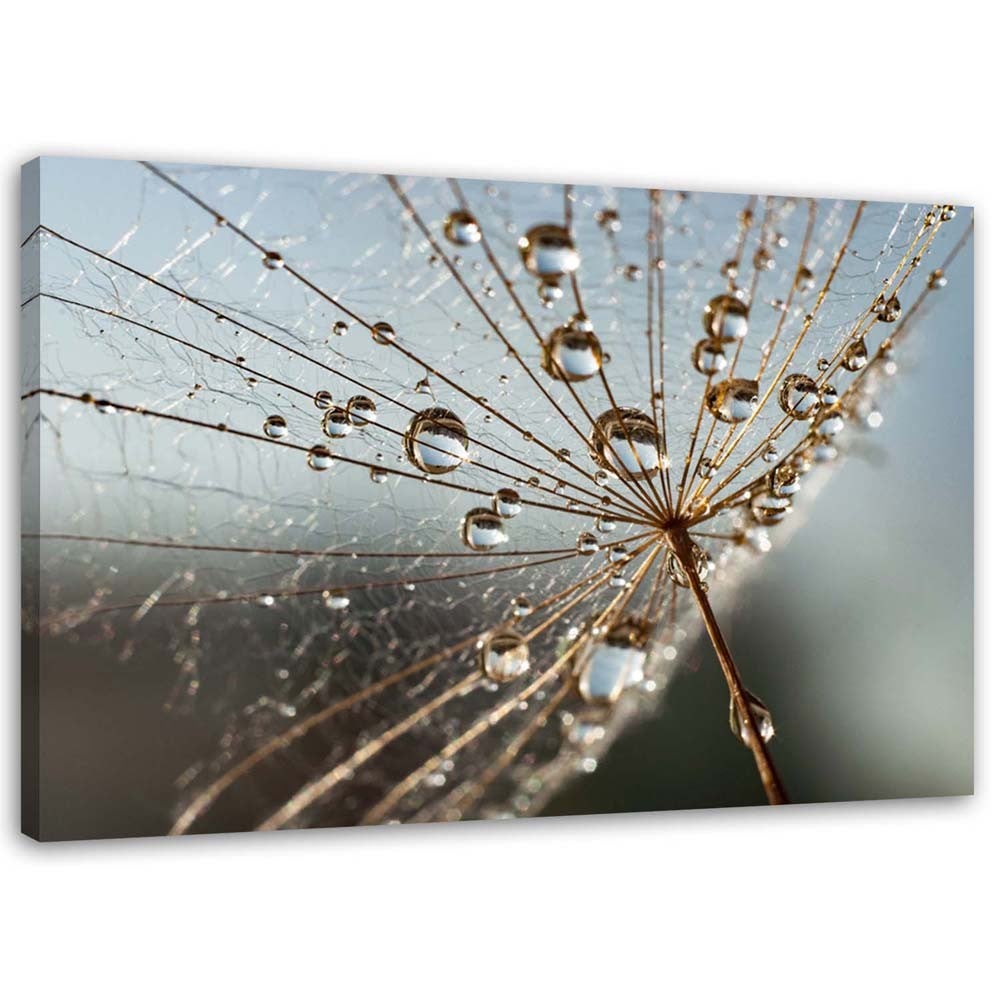 Obraz na płótnie, Dmuchawiec w kroplach rosy 90x60