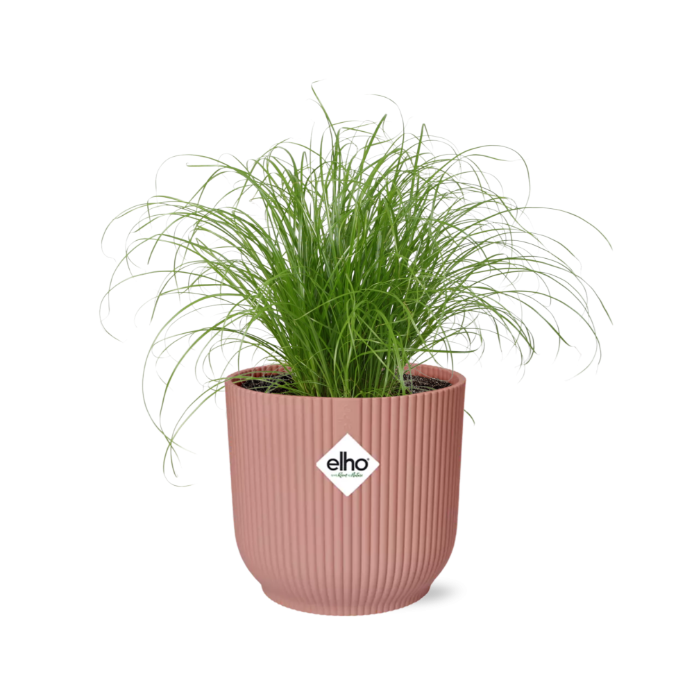 Cyperus Alternifolius Zumula - Roślina doniczkowa Umbrella Grass w ozdobnej doniczce ELHO Vibes Fold 14cm różowej