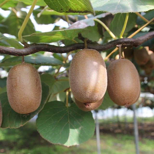 Kiwi autofertile 'Jenny' (Actinidia deliciosa 'Jenny') - Conteneur 2L - 20/40cm - Pépinières Naudet