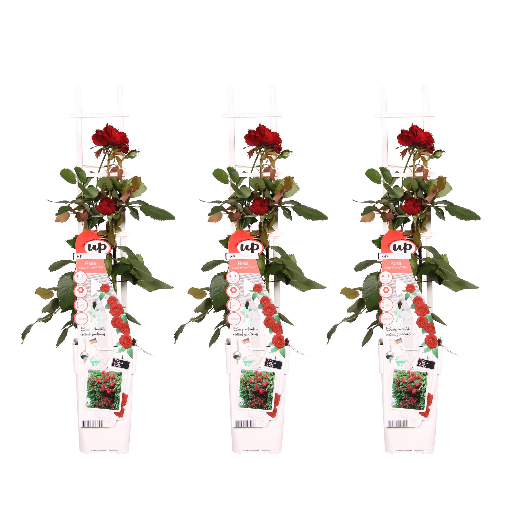 3x Rosa Crazy in Love Red H65cm – Pnąca róża czerwona w doniczce 15cm