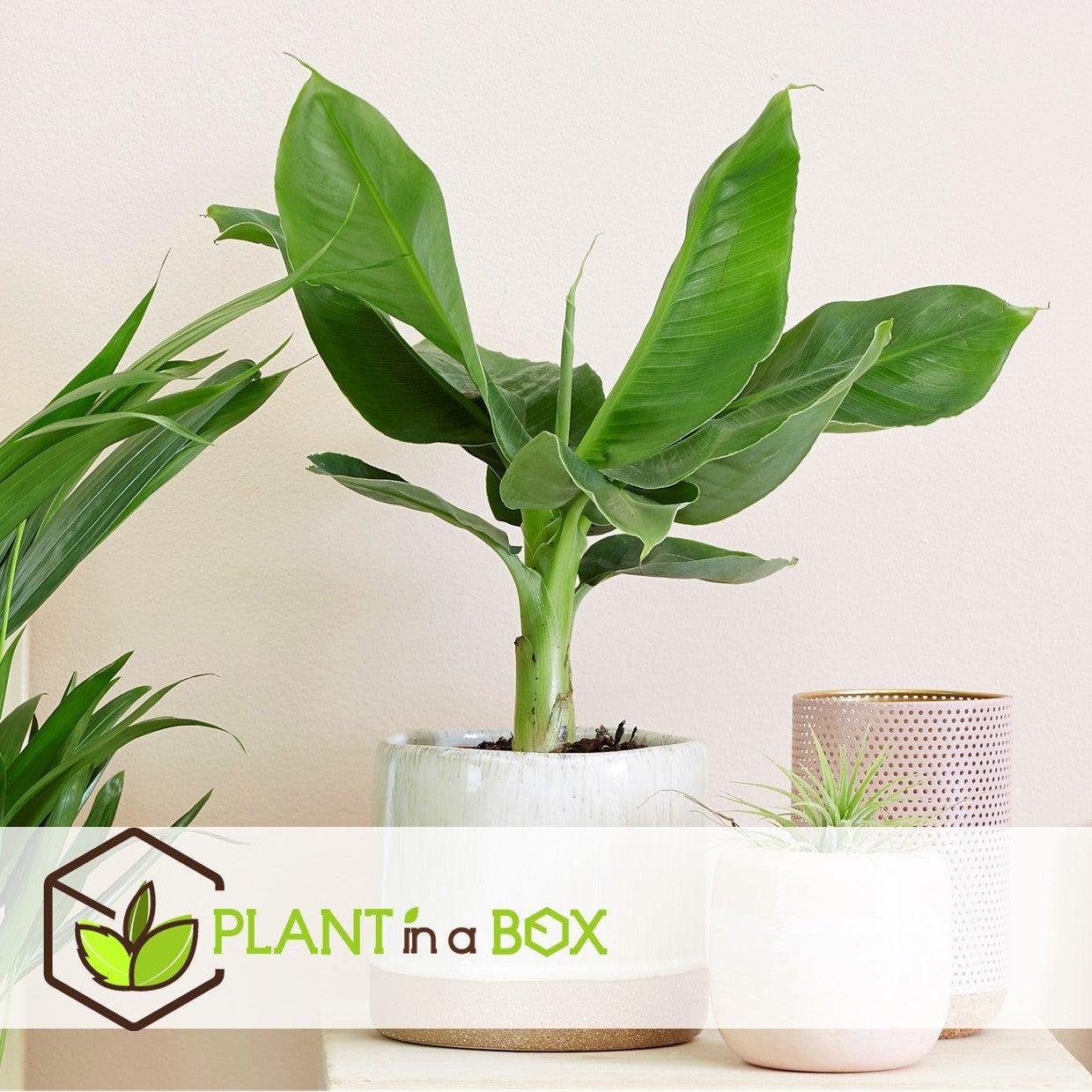 Mélang de plantes d'intérieur - Set de 4 - Hauteur 25-40cm - ⌀12cm - 7