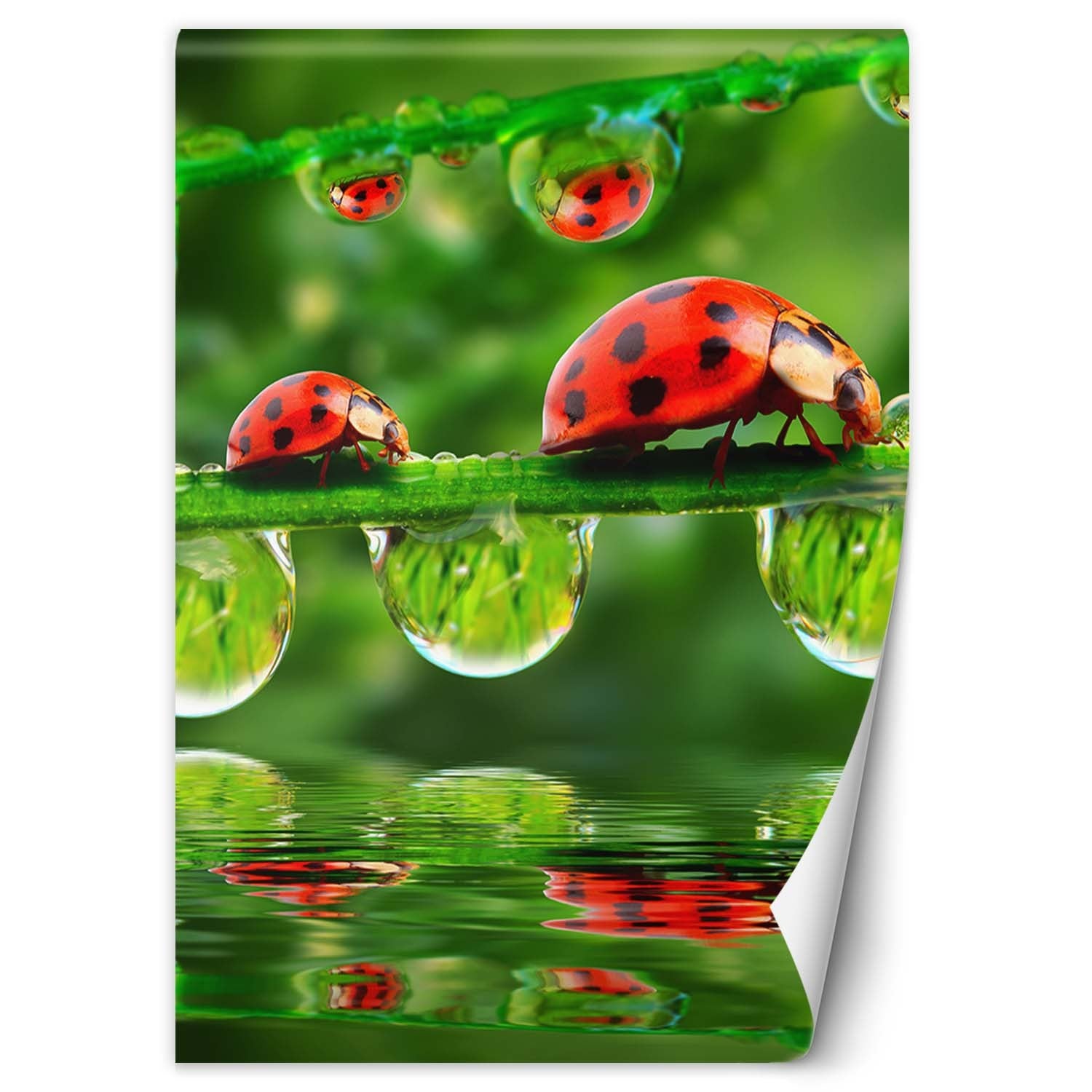 Fototapeta, Biedronki krople wody 100x140