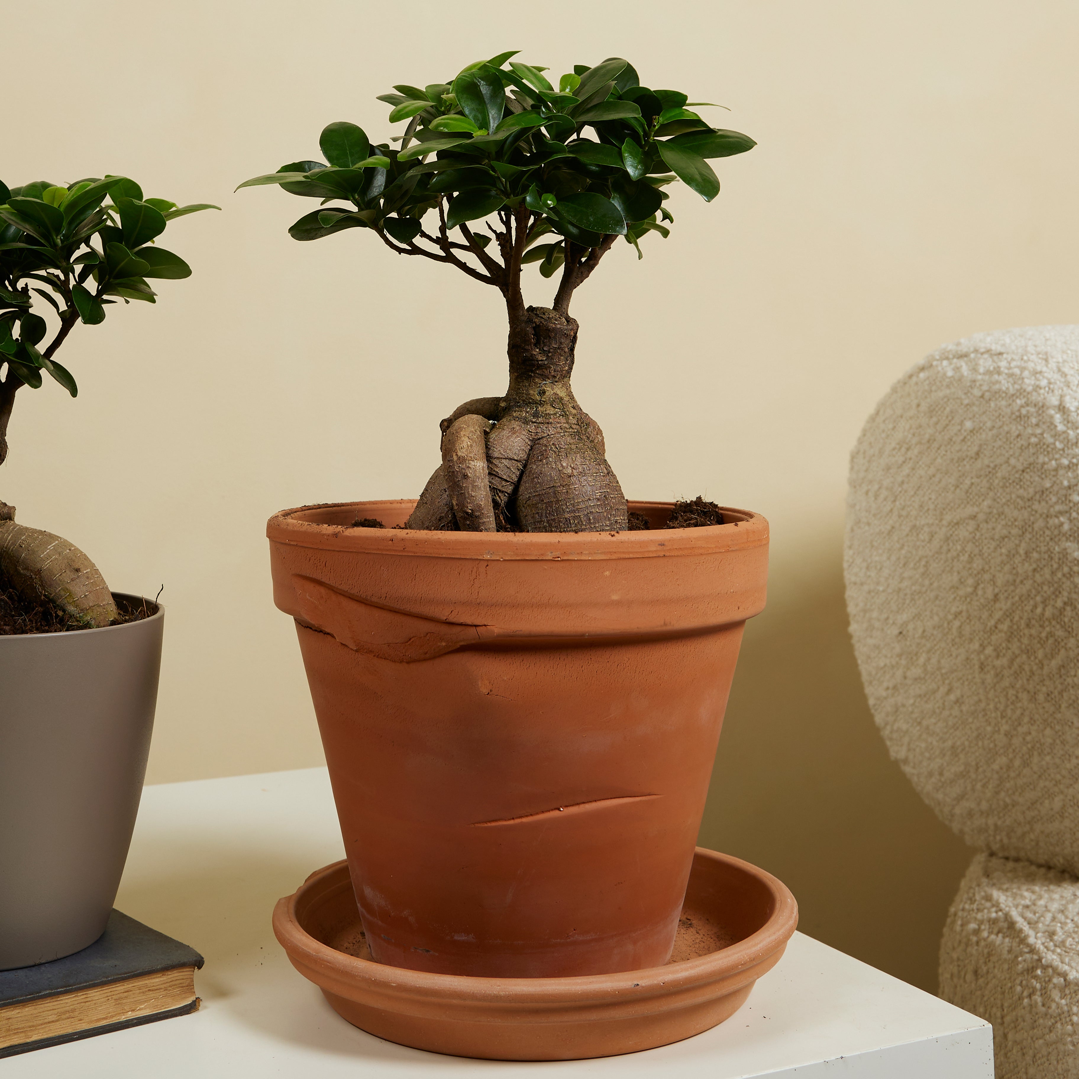 Lot de 2 - Ficus Ginseng - Bonsaï - Plantes d'intérieur - Purifiant l'air - H. 30-40 cm - P. 17cm - 2