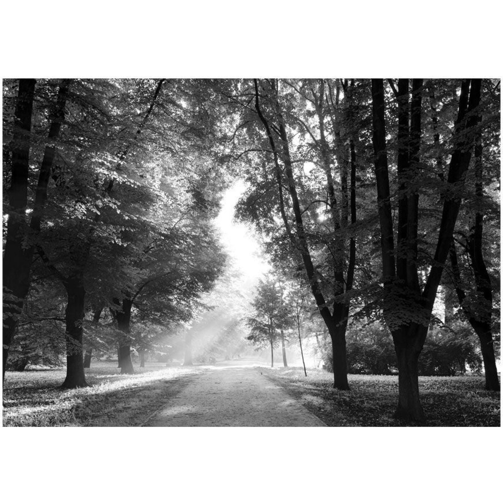 Papier peint chemin des souvenirs - 200 x 140 cm - 2