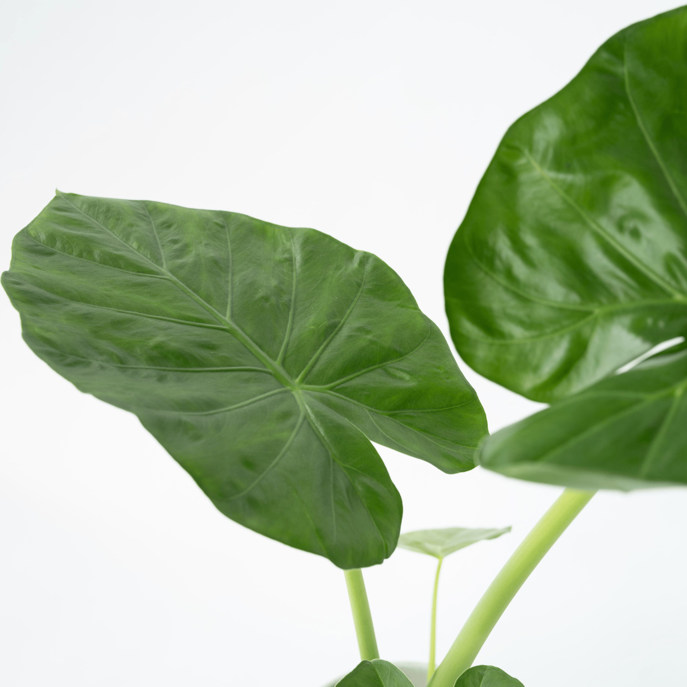 Plante à grandes feuilles - Alocasia 'Macrorrhizos' - Hauteur 60-70cm - ⌀17cm - 4