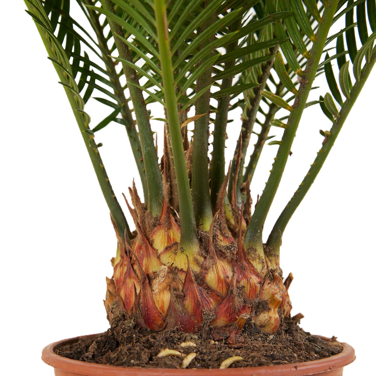 Cycas Revoluta - Palmier de la Paix - Sagoutier - Fougère Cycas - H. 40-50 cm - P. 15 cm - 5