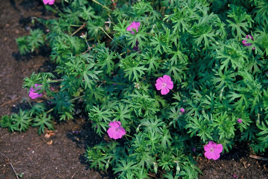 12x Géranium vivace 'Tiny Monster' – Fleurs bleues d’été – Hauteur 10-25cm – Pot Ø9cm – Couvre-sol compact - 5