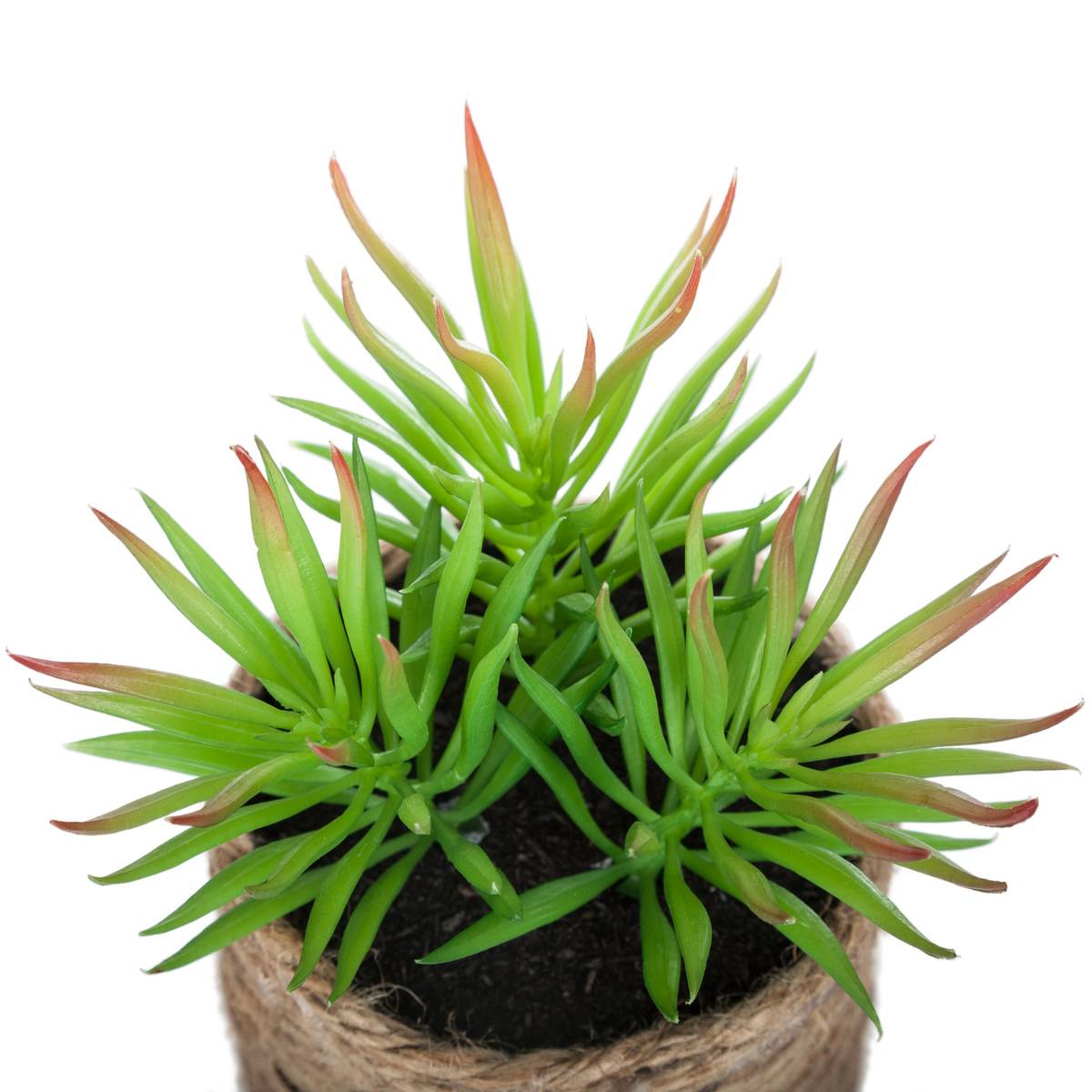 Plante Artificielle H16cm Multicolore - Atmosphera Créateur d'intérieur - 5