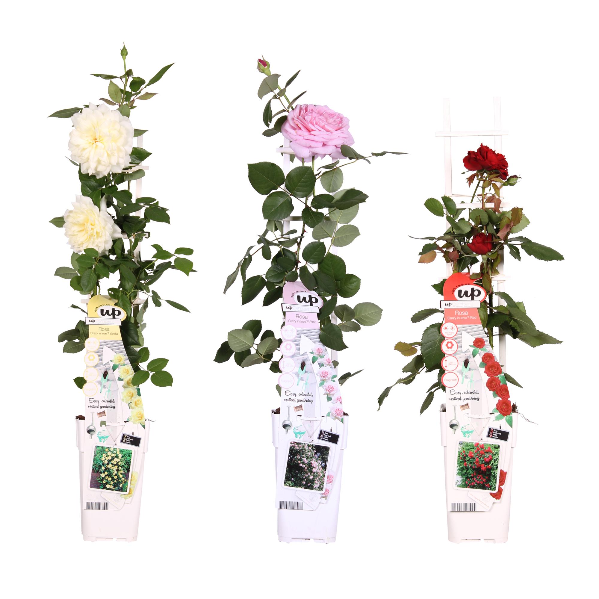 3x Rosa Mix H65cm – Mieszanka róż pachnących w doniczce 15cm