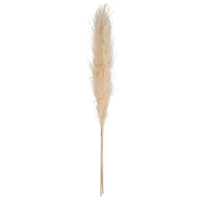 Atmosphera - Juego de 3 flores secas «Pampa naturelle» H110 cm