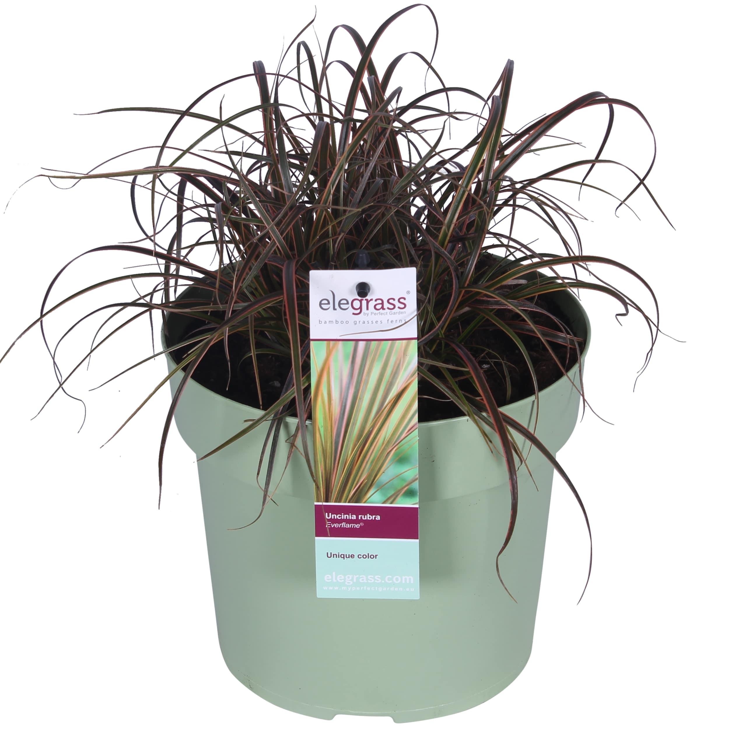 Uncinia rubra 'Everflame' Doniczka Ø19 cm Wysokość 40 cm Trawa ozdobna czerwona