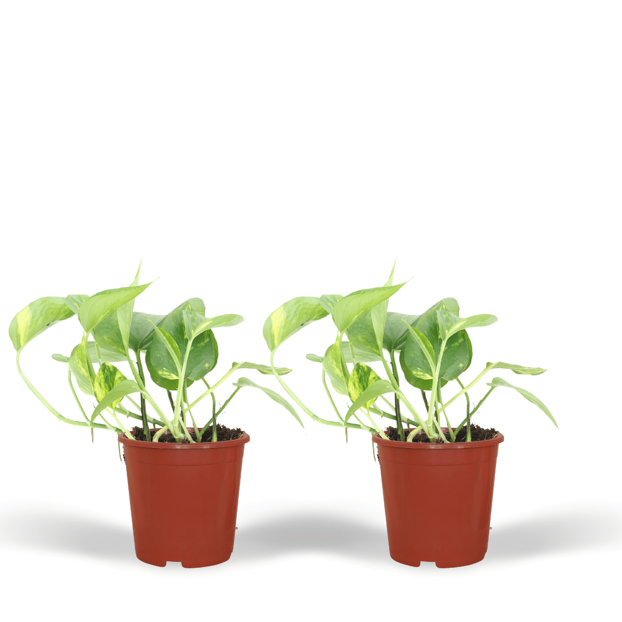 2x Epipremnum Aureum Scindapsus - Roślina doniczkowa łatwa w pielęgnacji - 20cm - Ø12