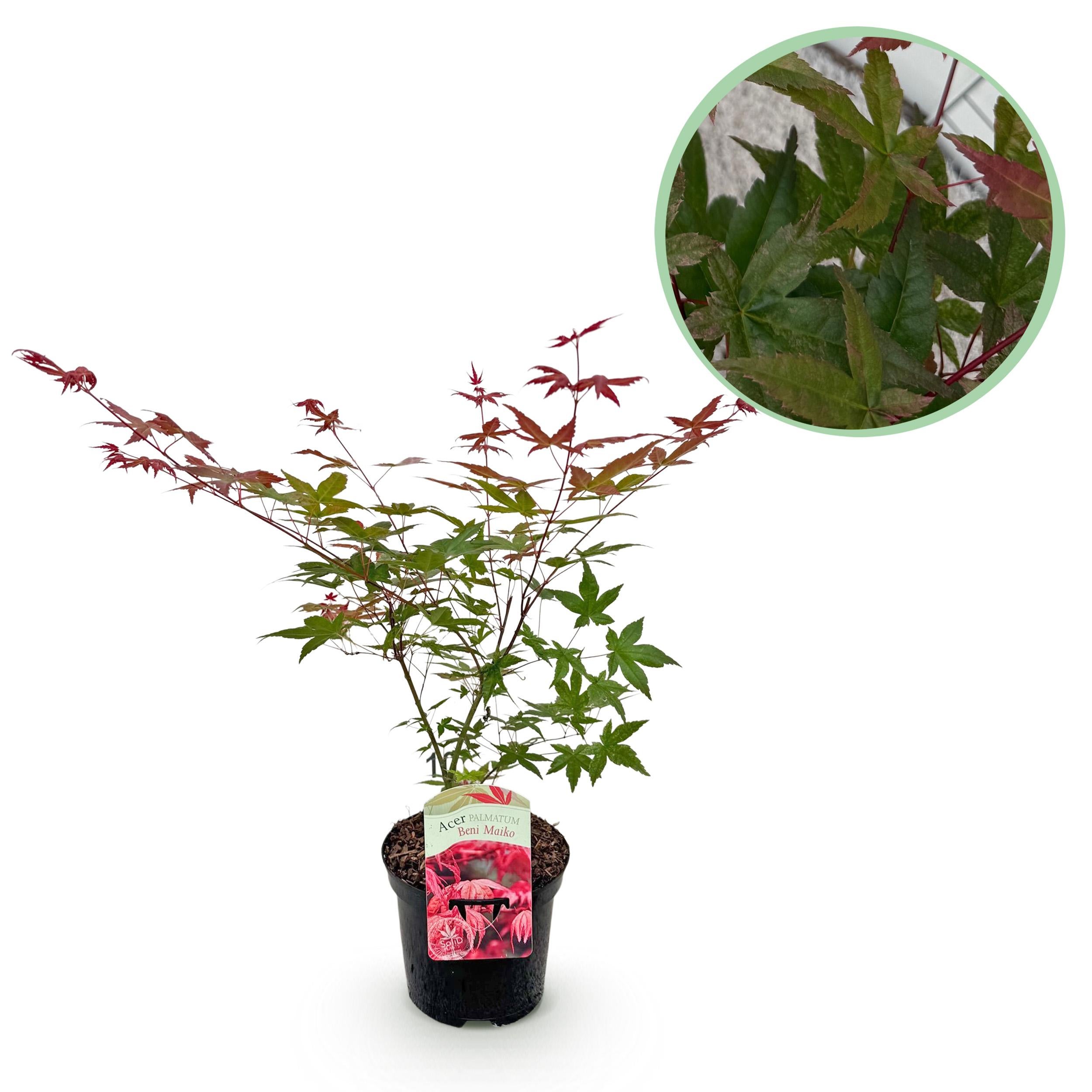 Klon japoński Acer palmatum Beni Maiko czerwony – Roślina ogrodowa – Liściasta – Wys 70 cm – Doniczka 19 cm