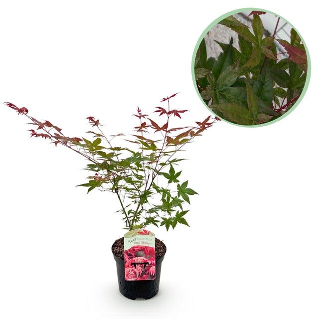 Acero Giapponese Acer palmatum Beni Maiko rosso – Pianta da esterno – Caducifoglia – Altezza 70 cm – Vaso 19 cm