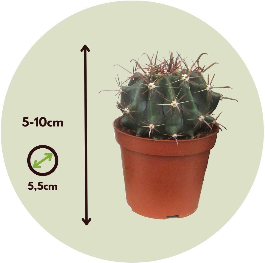 Plant in a Box - Miscela di Mini Cactus - Miscela di 12 Pezzi - Piante di Cactus Vere - Vaso 5,5cm - Altezza 5-10cm