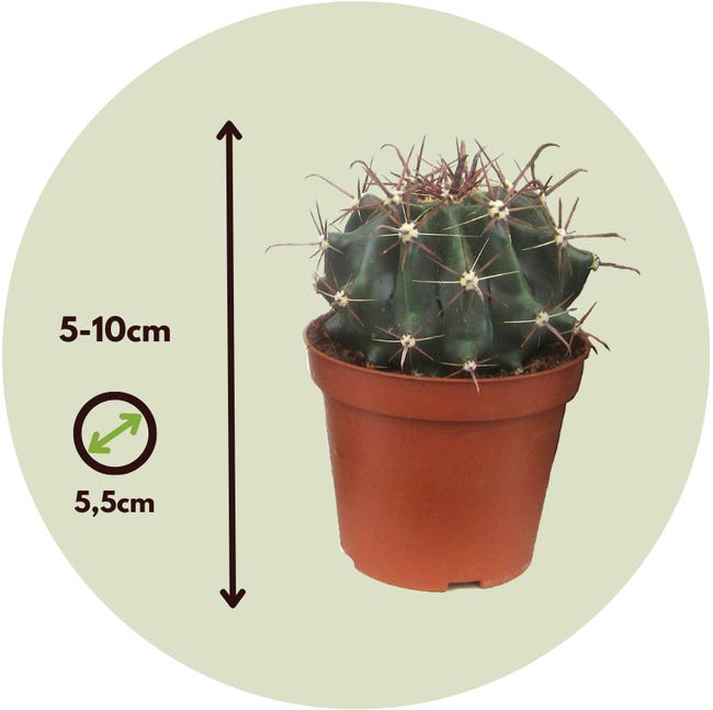 Plant in a Box - Miscela di Mini Cactus - Miscela di 12 Pezzi - Piante di Cactus Vere - Vaso 5,5cm - Altezza 5-10cm Plant in a Box - Miscela di Mini Cactus - Miscela di 12 Pezzi - Piante di Cactus Vere - Vaso 5,5cm - Altezza 5-10cm