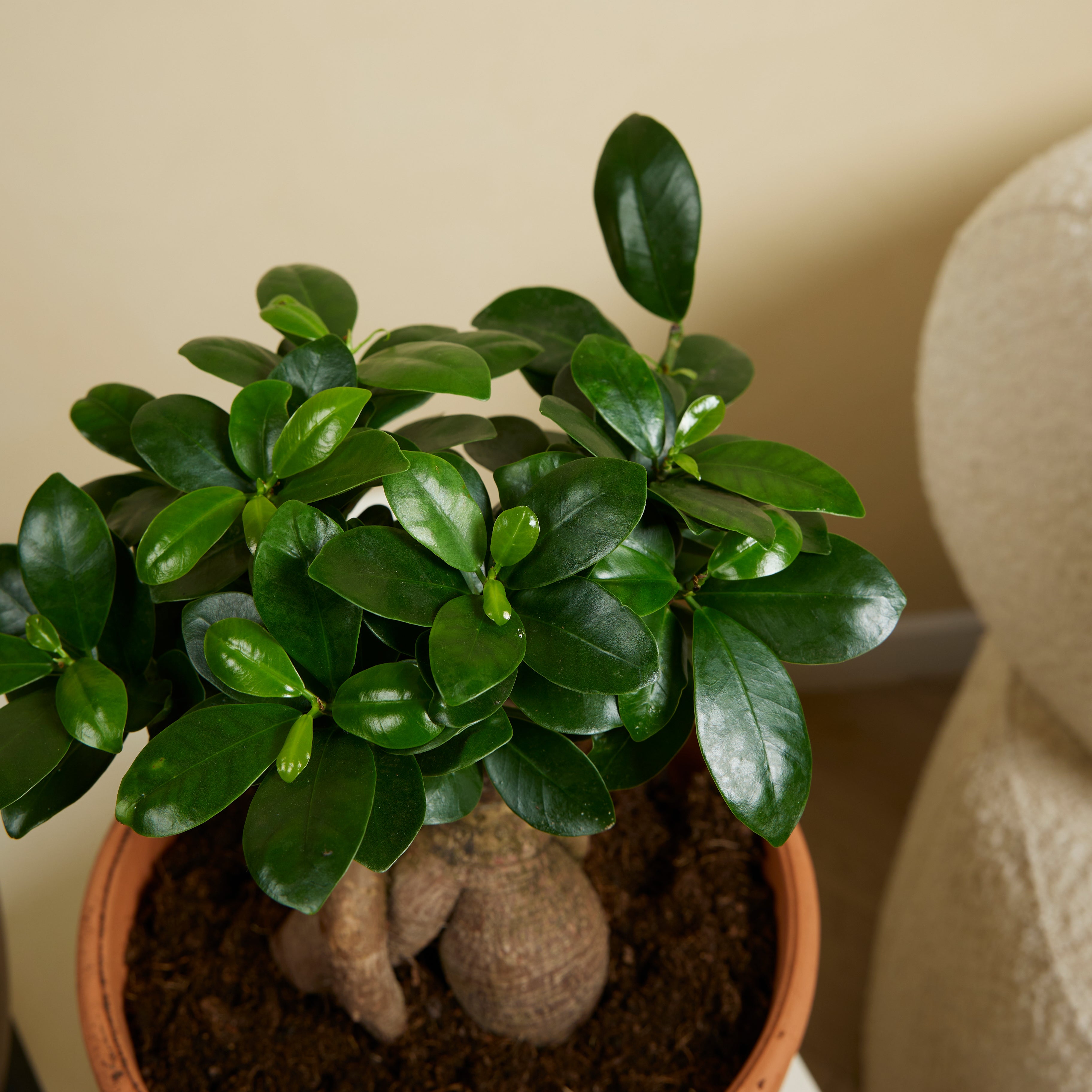 Lot de 2 - Ficus Ginseng - Bonsaï - Plantes d'intérieur - Purifiant l'air - H. 30-40 cm - P. 17cm - 5