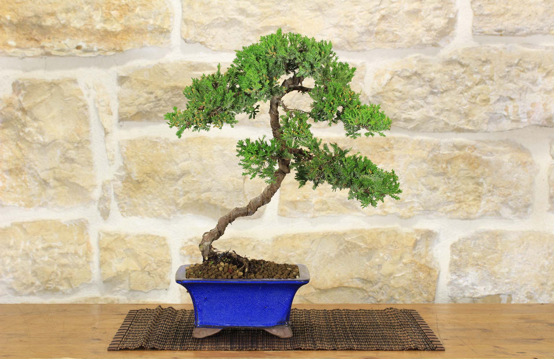 Bonsai di Ginepro Procumbens (13) | Leroy Merlin