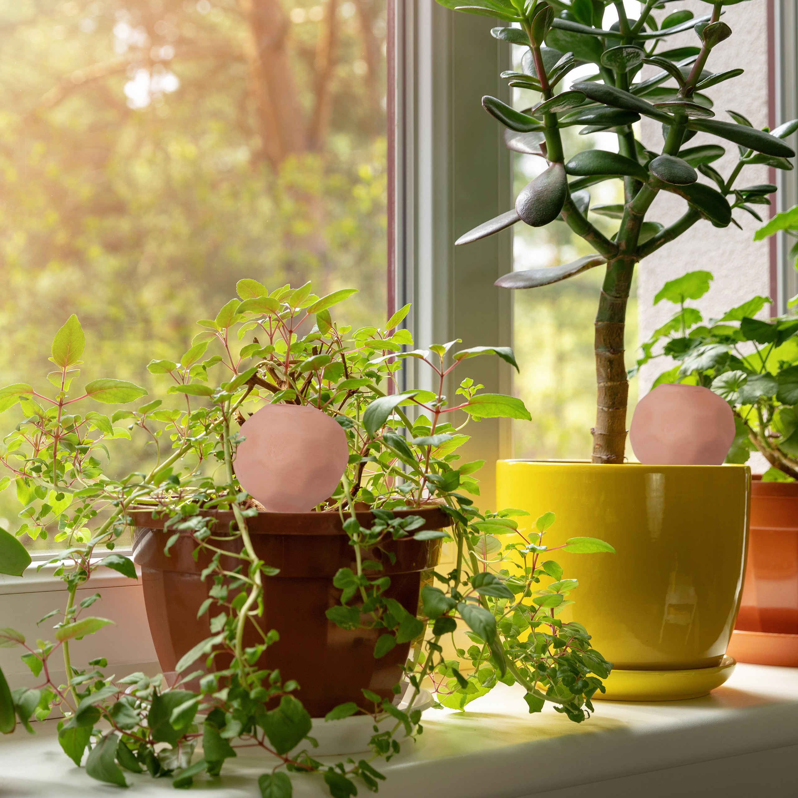4 Punte Per Irrigazione Automatica SunshineFace In Terracotta – Forma Di Gufo E Rana, Per Piante Da Interno/Esterno, Ideali Per Vacanze