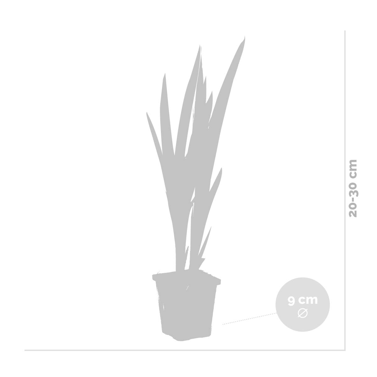 Lot de 3 - Iris Versicolor - Iris versicolore - Plantes de bassin - H. 20-30 cm - P. 9 cm - 3