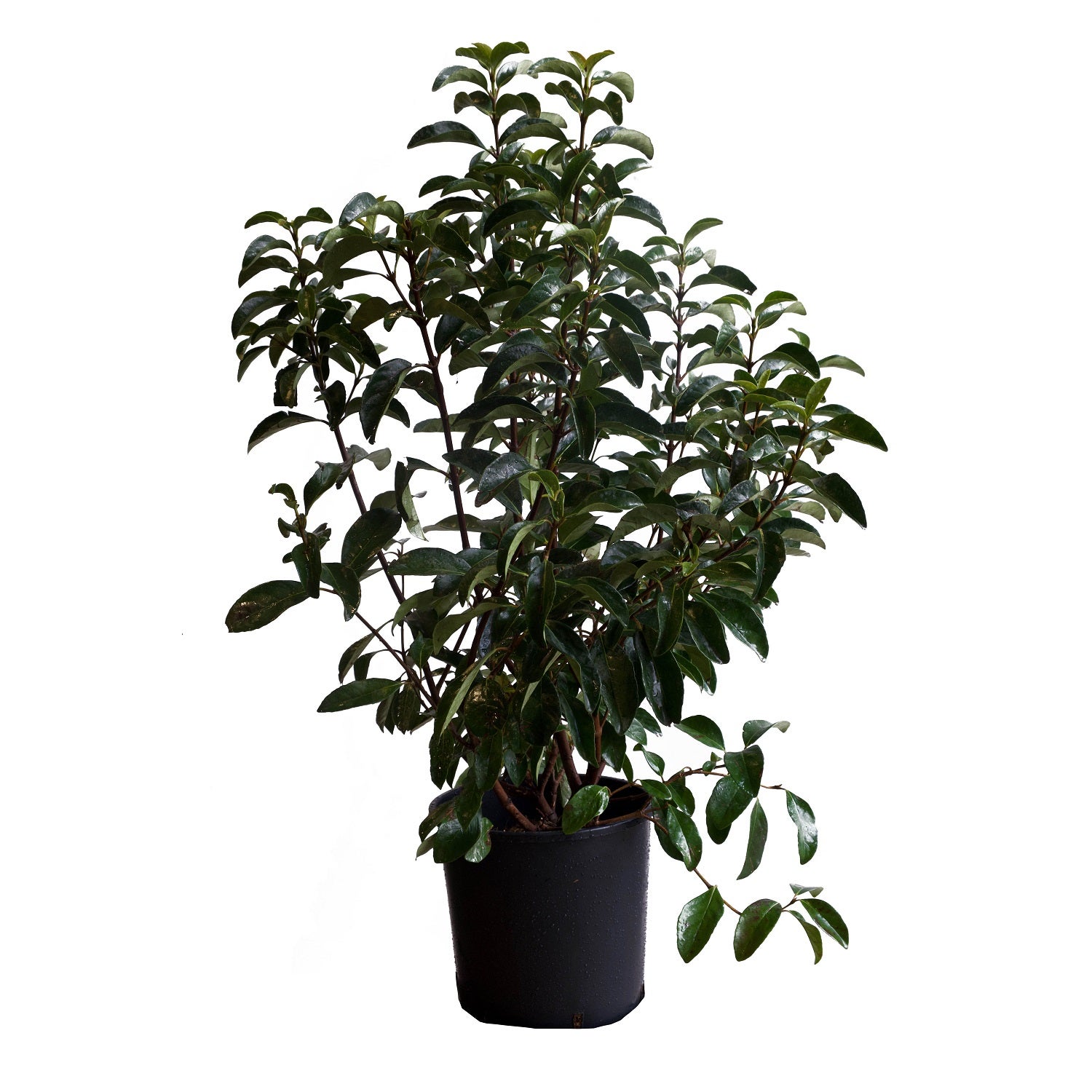 Viburnum Lucidum (Viorne) – Plante De Haie Persistante – Pot 30 Cm, Hauteur 125-150 Cm – Résistante, Facile D’entretien - 11