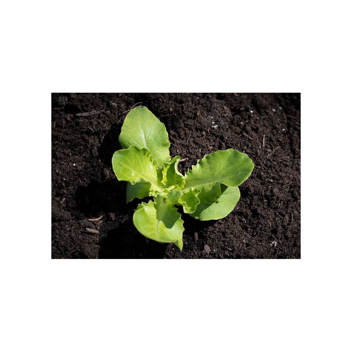 Terreau de semi UAB - Secret Vert - sac de 20L - 3