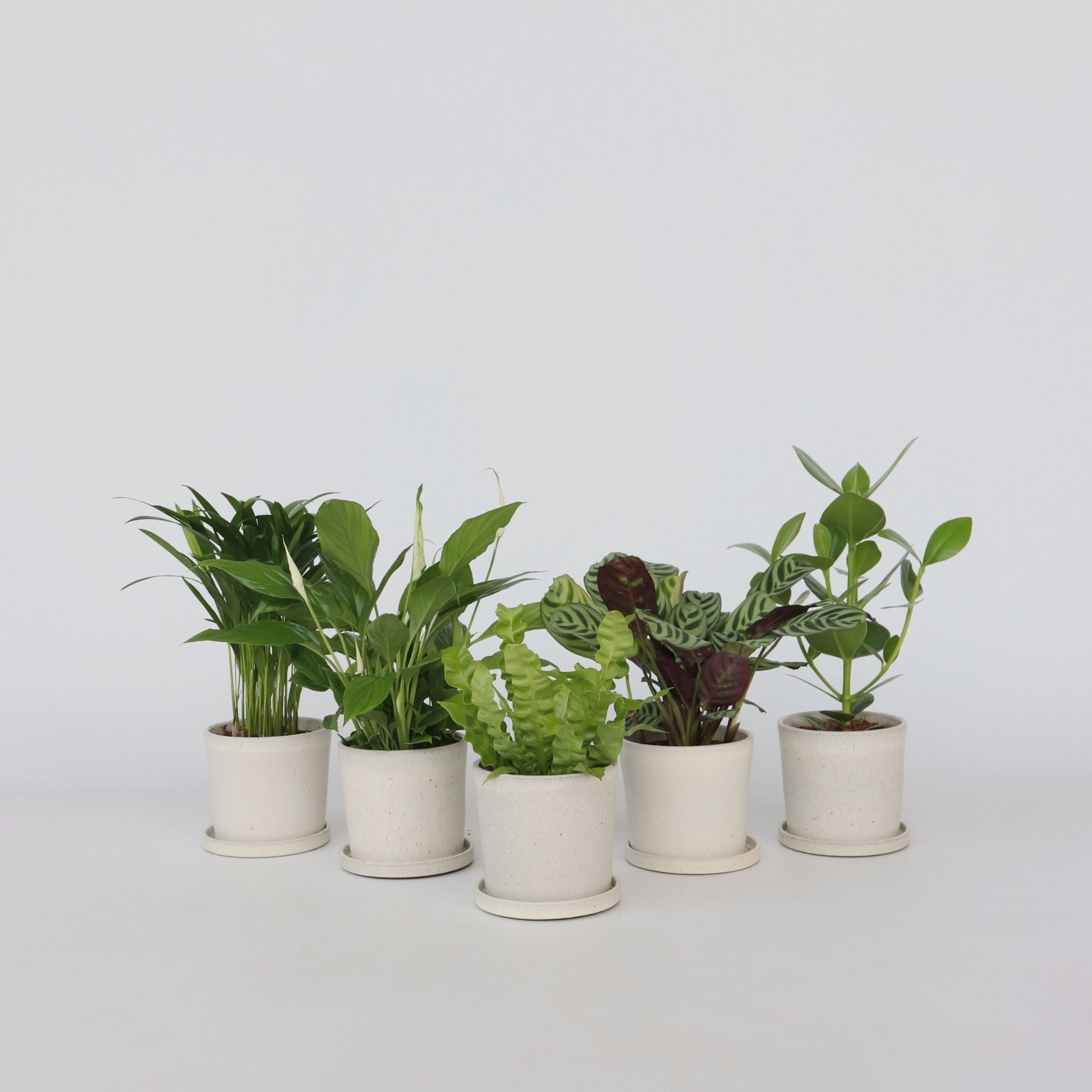Impianti di purificazione dell'aria - 5 Pezzi - Altezza 25-40cm - ⌀12cm - 6