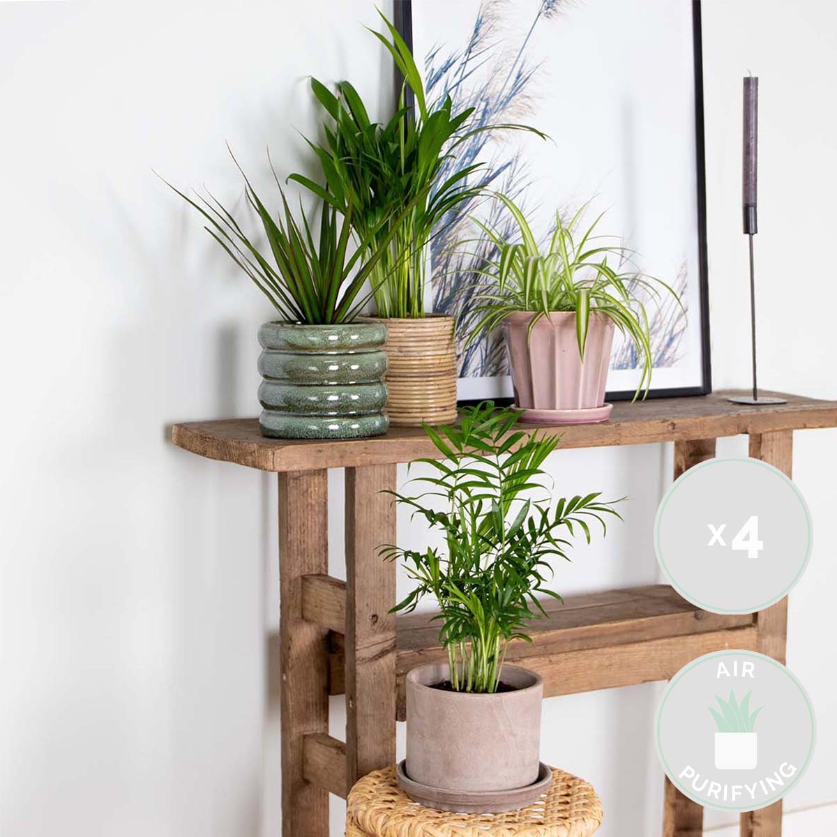 Lot de 4 - Mélange dépolluant - Dracaena, Dypsis, Chamaedorea, Chlorophytum - H. 20-40 cm - P. 12 cm - 2