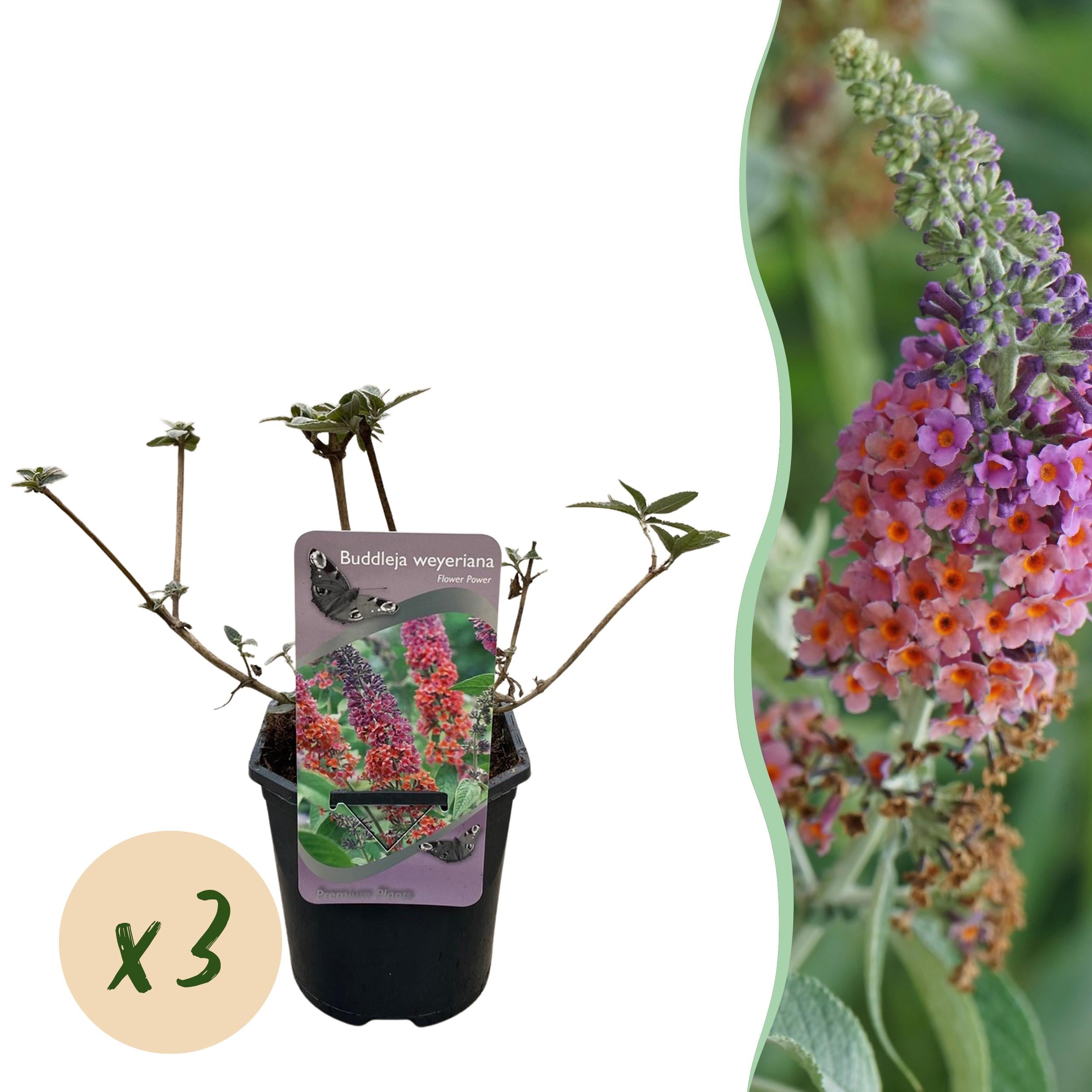 Green boutiQ – Budleja Dawida Flower Power – Kwiaty pomarańczowo-fioletowe – 3 rośliny – Przyciąga motyle – Doniczka 17 cm W30 cm