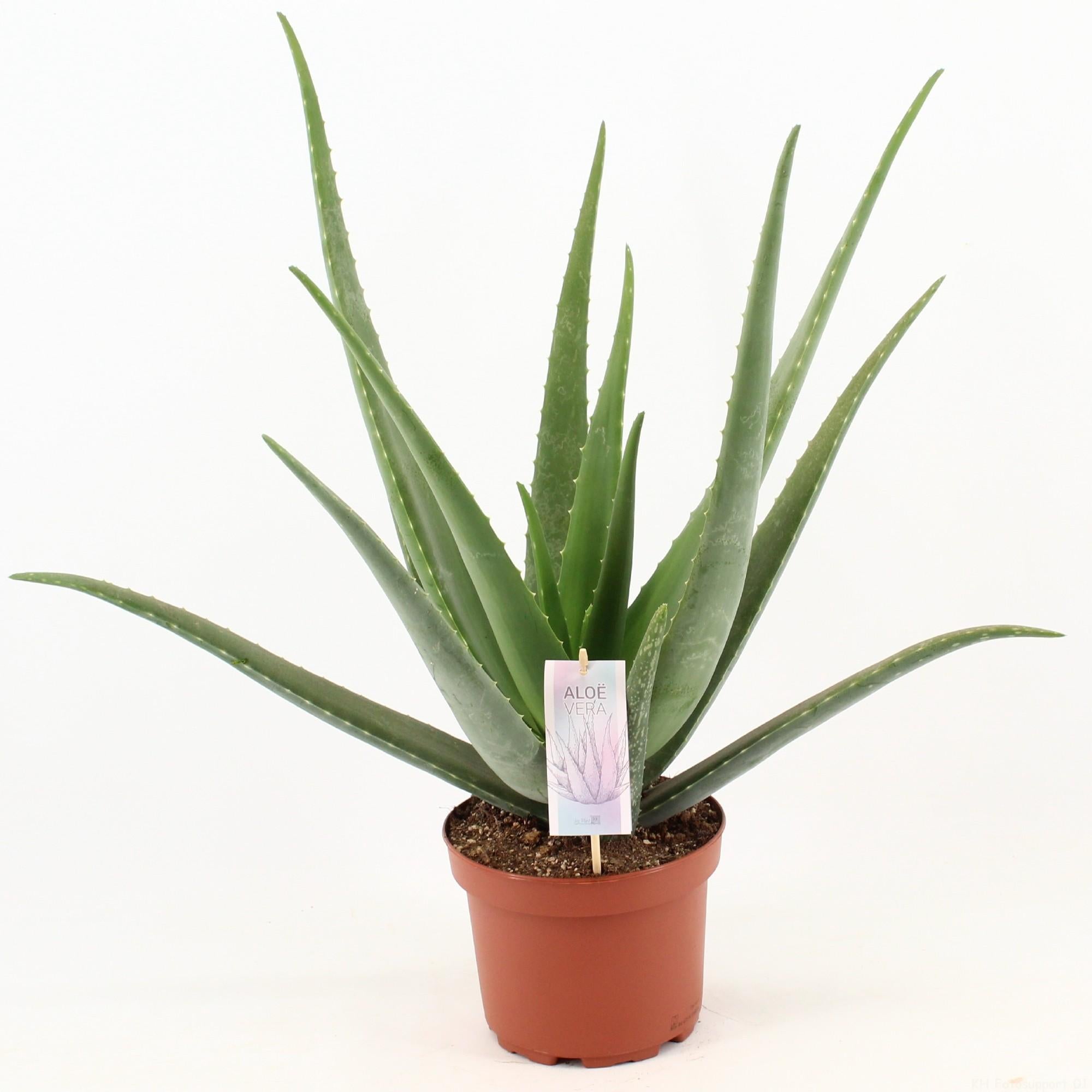 Aloe Vera - Ø19cm - Wysokość 70cm