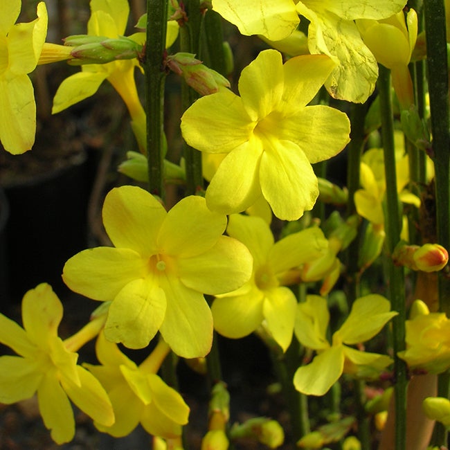 Jasmin d'hiver - jasminum nudiflorum 1,5L - 40/60cm - 2