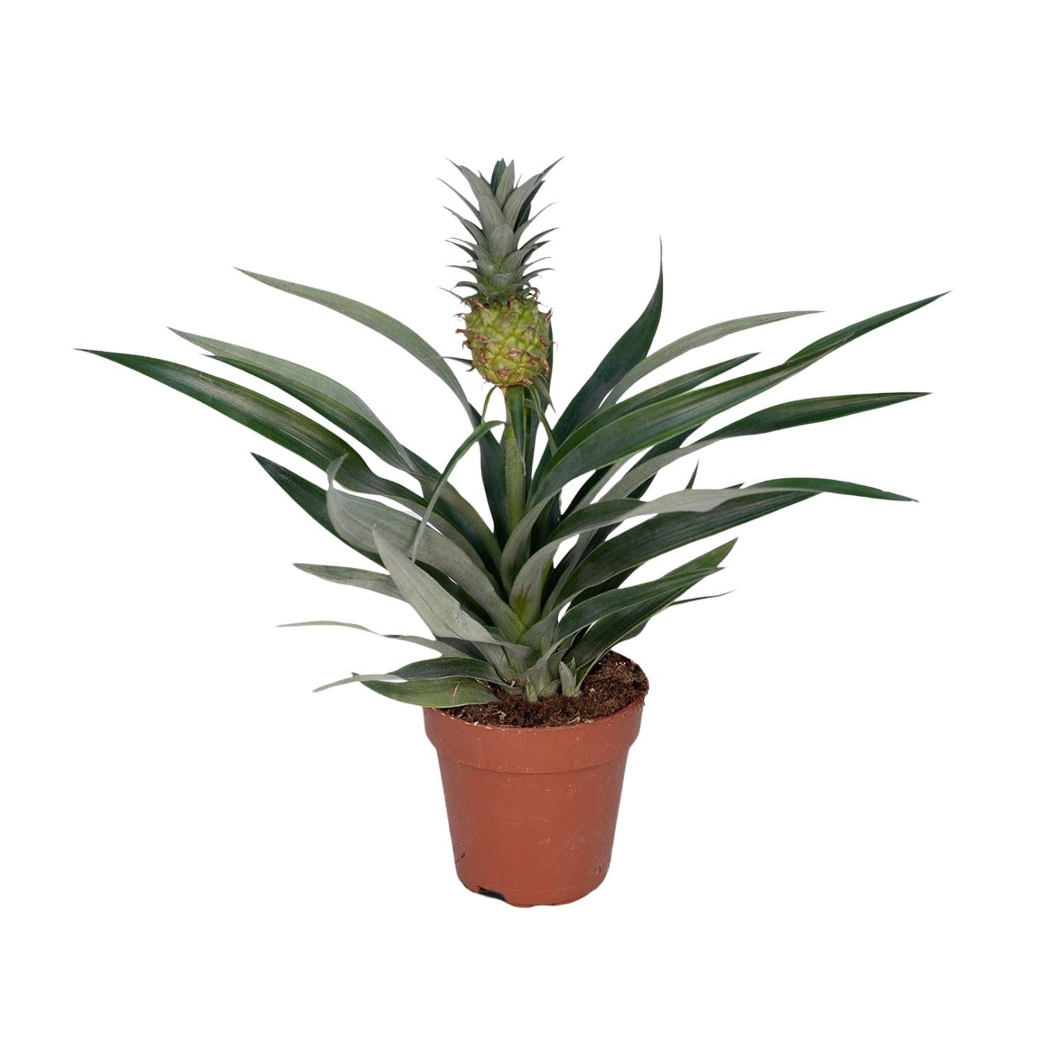 Bromelia Ananas - Tropikalna roślina doniczkowa - Doniczka 12 cm - Wysokość 30 cm