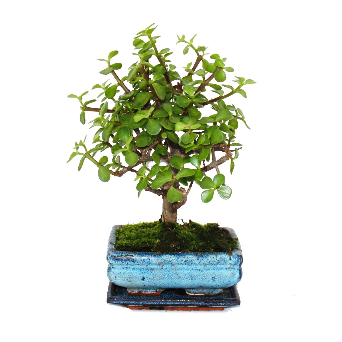 bonsai pot japan Japanese Bonsai Pot Bowl 3.8