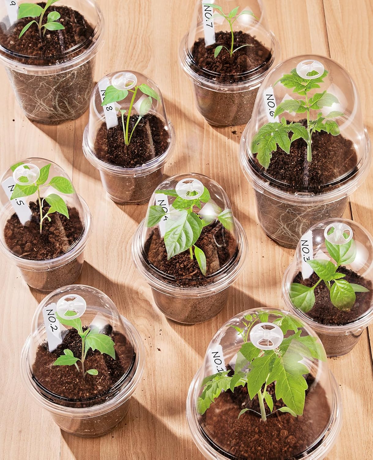 Tasse de plantation isolée transparente avec couvercle, pot de semis, récipient pour plantes à fleurs, pot de semis en plastique 10 pièces - 5