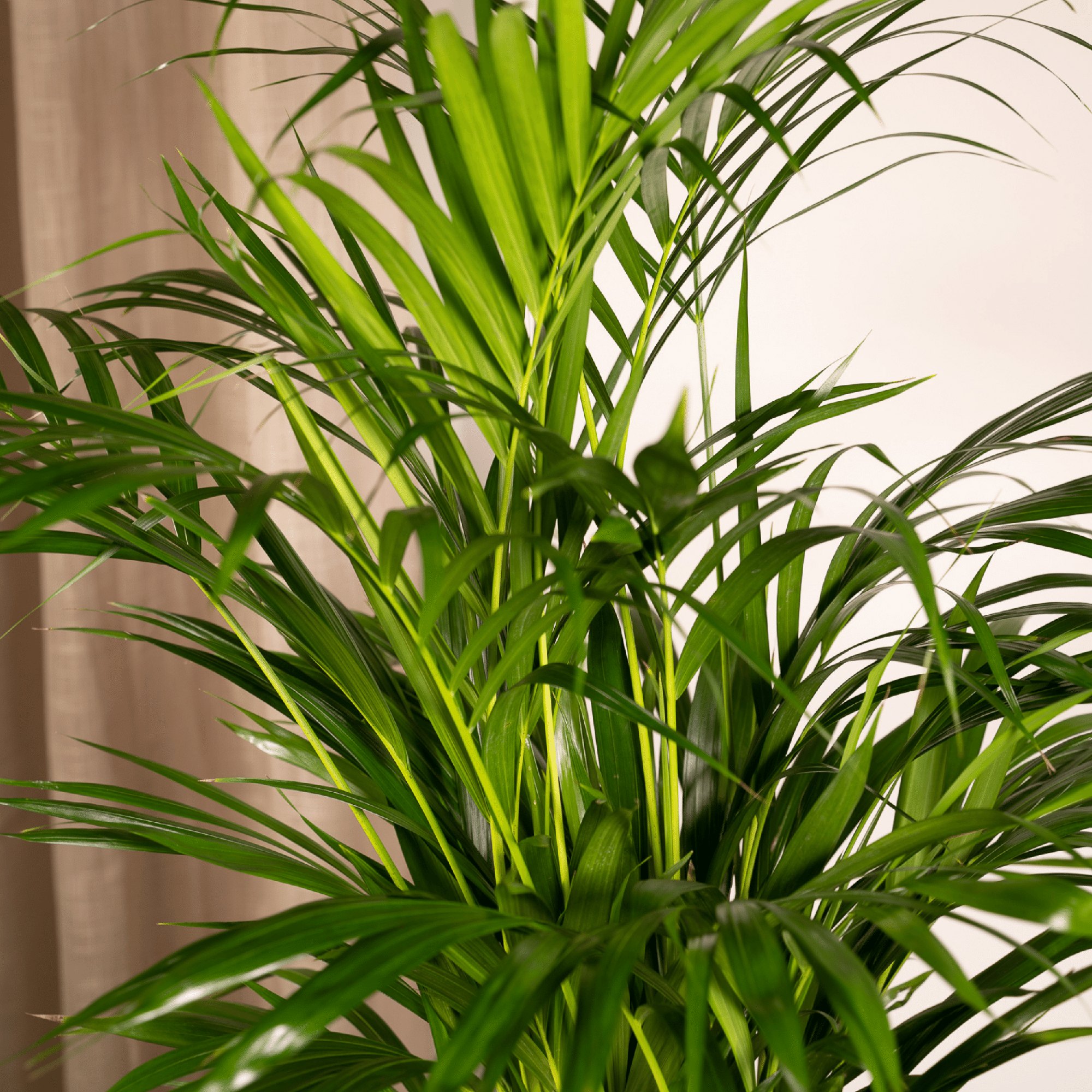 Palmier Areca plante d’intérieur feuillage vert hauteur 70 cm pot Ø17 cm– ComfortXL Green - 3