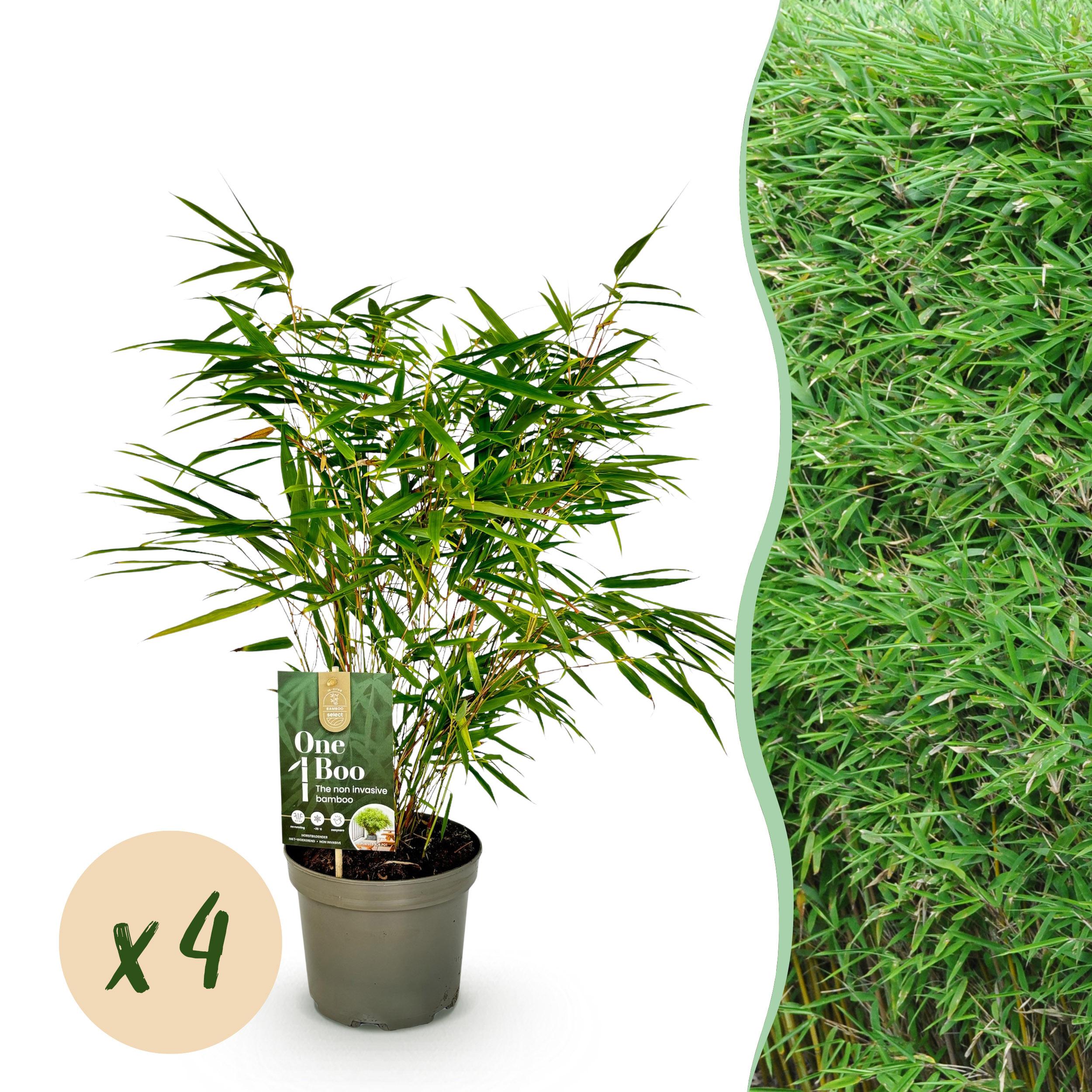 Bambou Fargesia rufa – 4 plantes – Persistant – Non envahissant – Vert ...