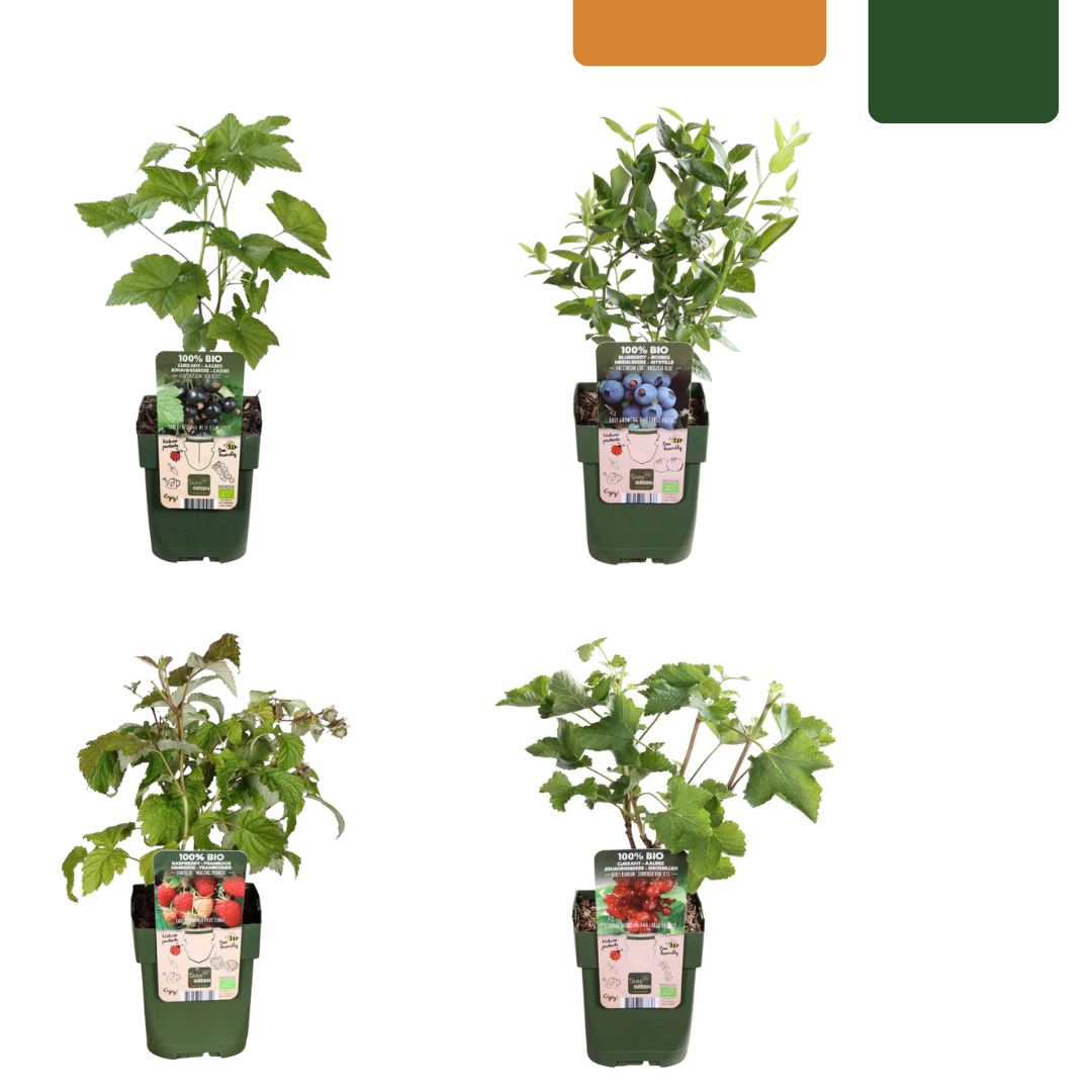Noisetier Mortarella (plante Fruitière Ancienne) En Pot 20 Cm – Arbre Max 170 Cm, 2 Ans De Culture Italienne
