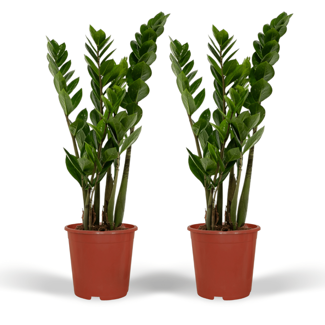 2x Zamioculcas Zamiifolia - Palma Szmaragdowa 50 cm - Doniczka 14 cm - Roślina doniczkowa