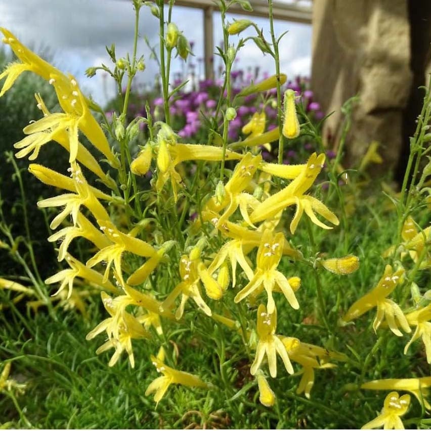 Galane 'Mersea Yellow' Godet de 8/9 cm | Leroy Merlin
