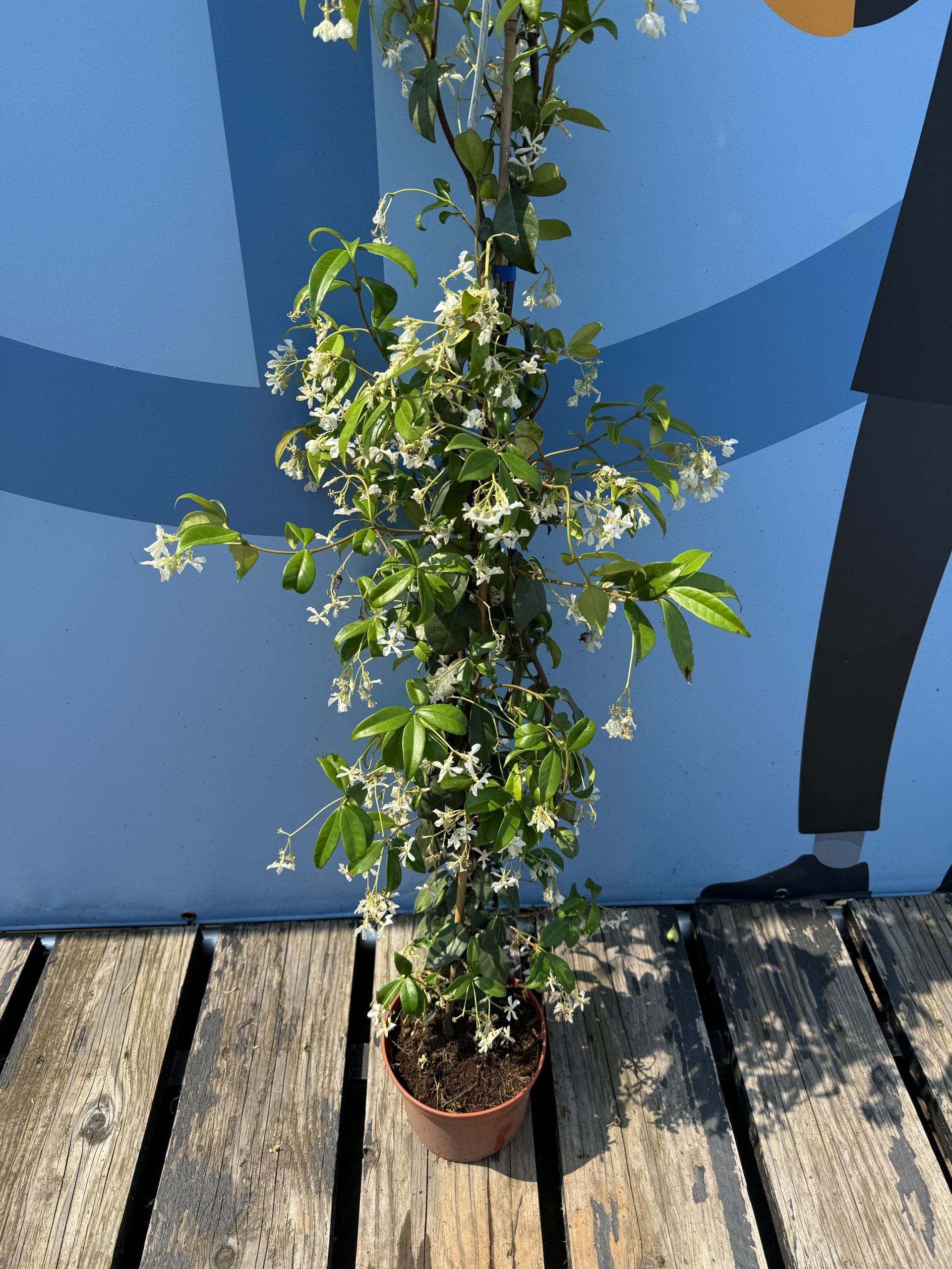 Sunny Tree - 4 pièces de jasmin, jasmin toscan, Trachelospermum Jasminoides, 160 cm, plante grimpante, résistant au froid, A + - 8