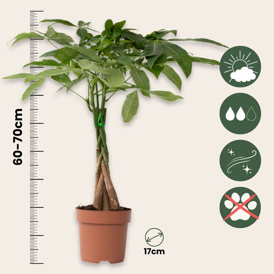 Arbre à argent - Pachira aquatica - Hauteur 60-70cm - ⌀17cm - 2