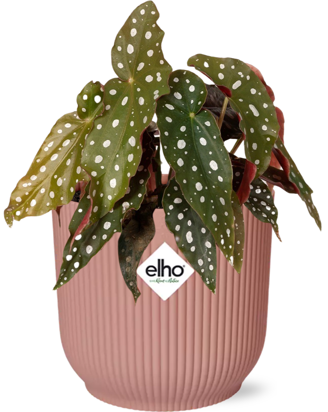 Begonia Maculata + doniczka ELHO Vibes Fold 14cm różowa roślina dekoracyjna do wnętrz