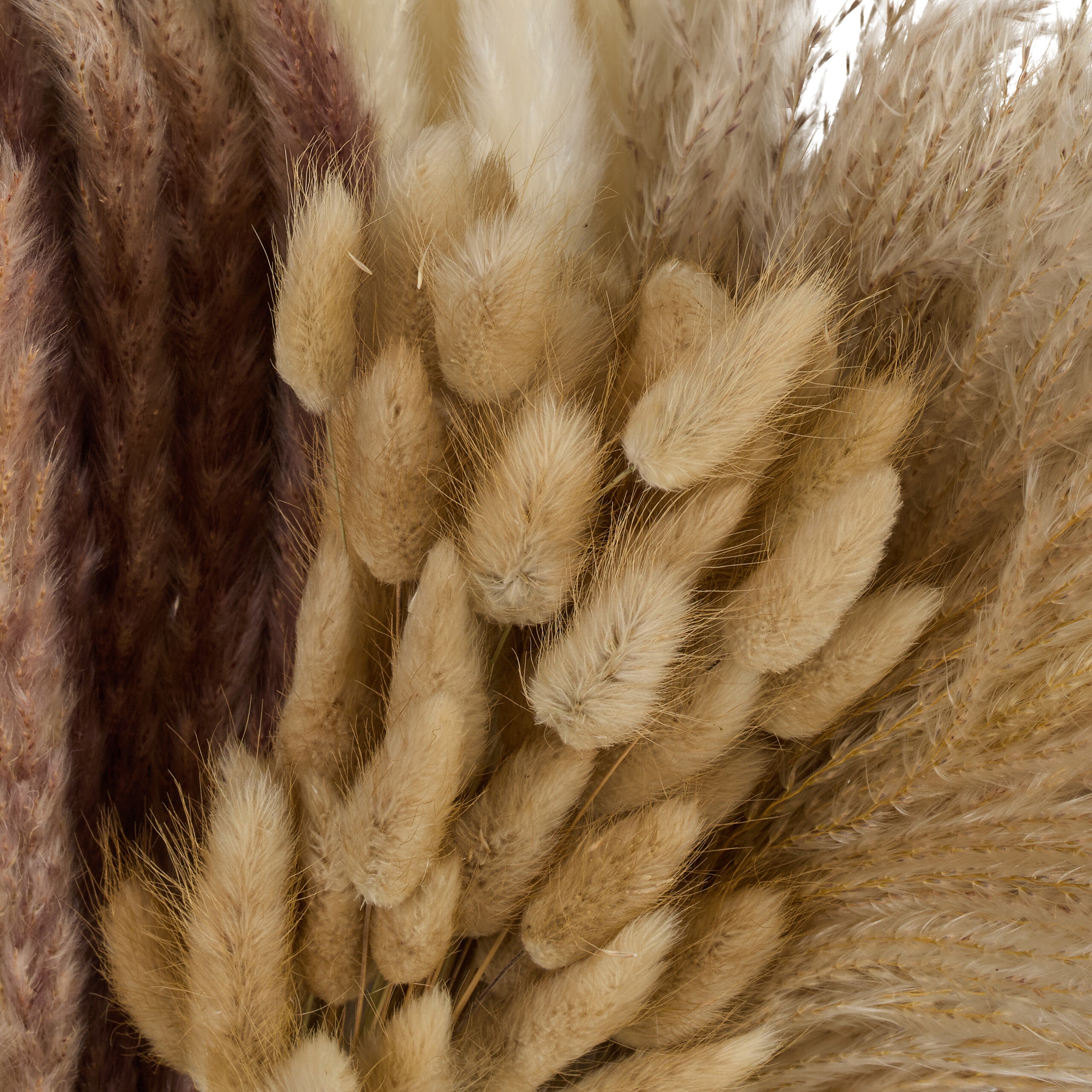 herbe de la pampa séchée, 144 pièces, longueur : 41 cm, fleurs séchées, déco boho, bouquet, multicolore, Relaxdays - 5